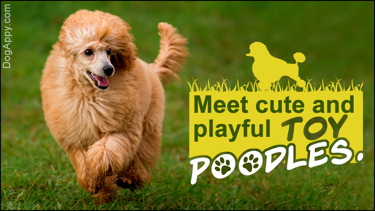 Pictures of Toy Poodles