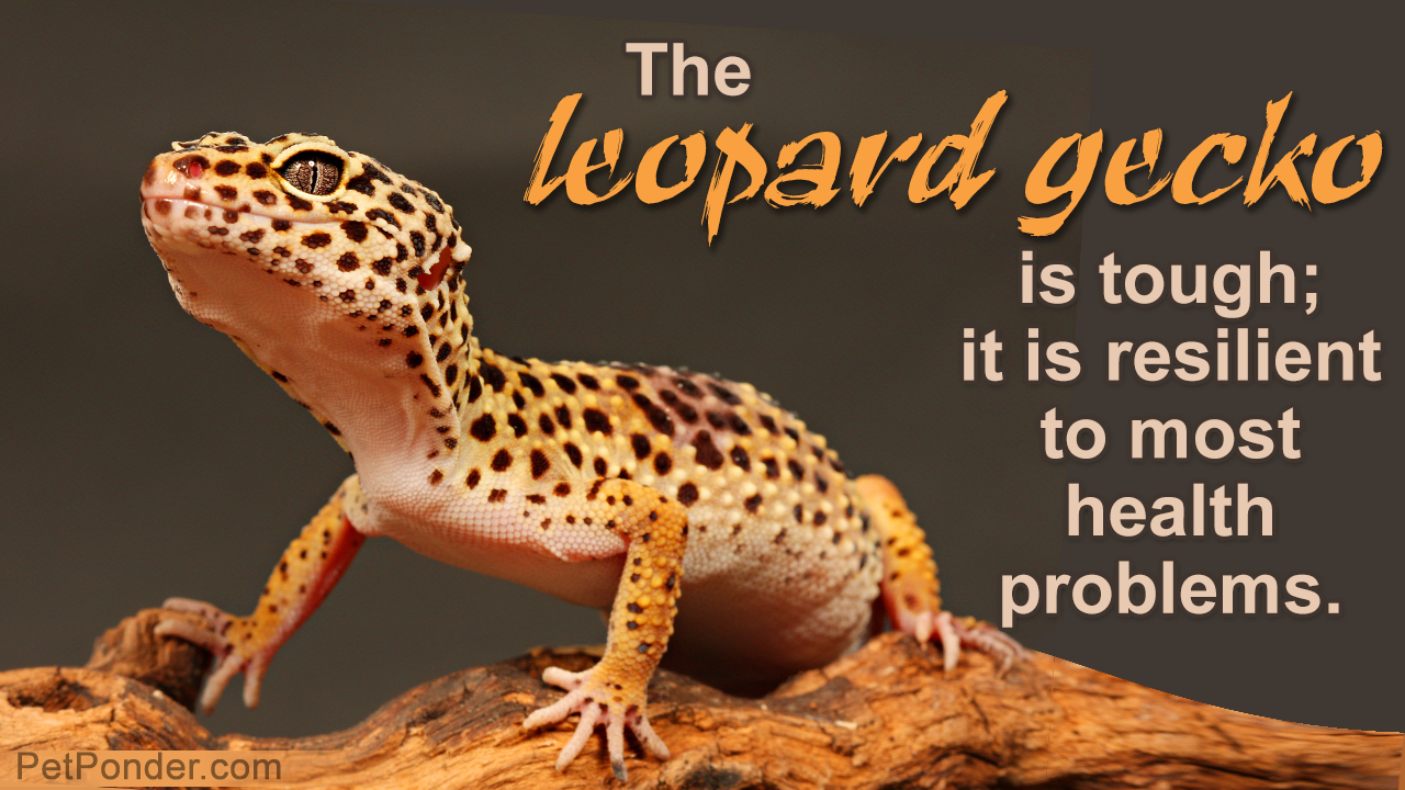Leopard Gecko: Care and Life Span