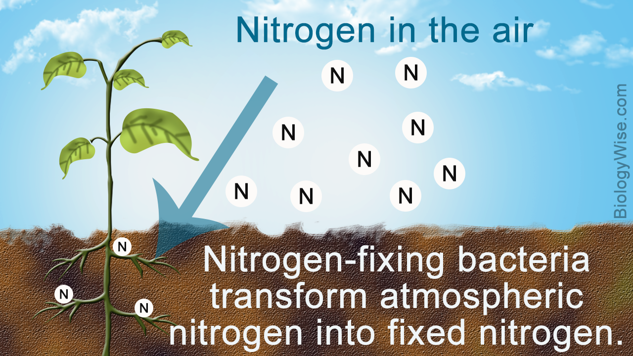 What are Nitrogen Fixing Bacteria