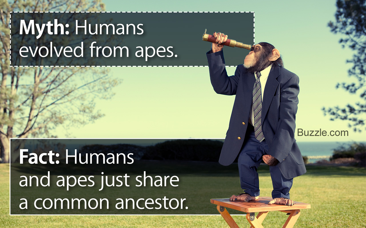 human history timeline evolution
