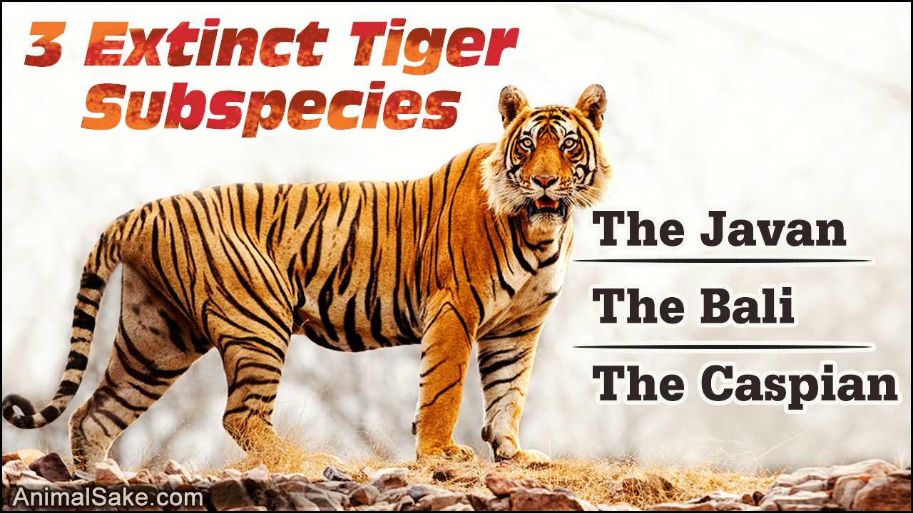 Tiger's Habitat: What do Tigers Eat?