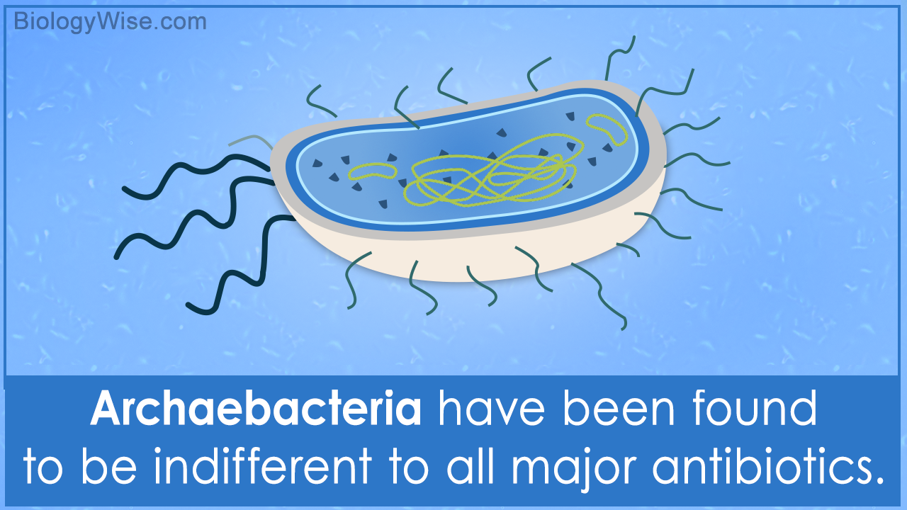 Characteristics of Archaebacteria