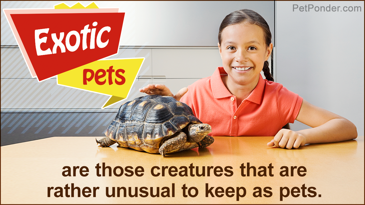 Exotic Animals and Pets