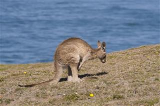 Kangaroo Near A Beach