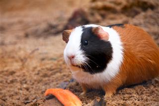 Guinea Pig Or Hamster