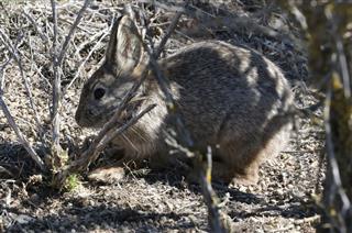 Basin Pygmy Rabbit