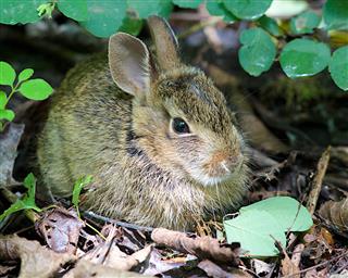 Cottontail Rabbit Young