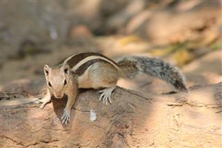 Squirrel In Deer Park