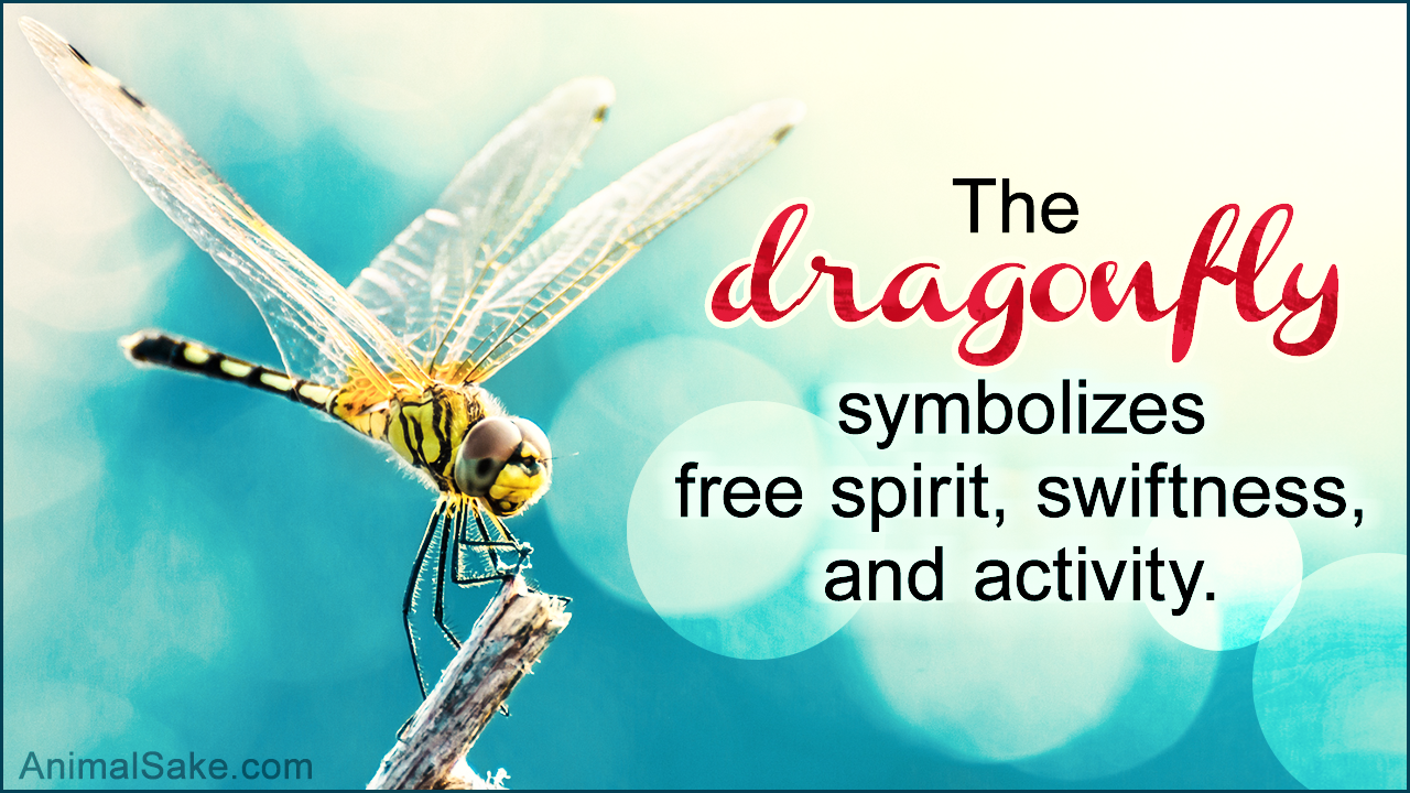 What Does a Dragonfly Symbolize?