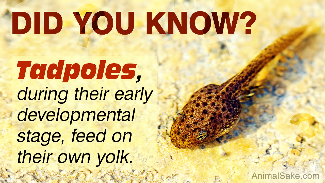 What do Tadpoles Eat?