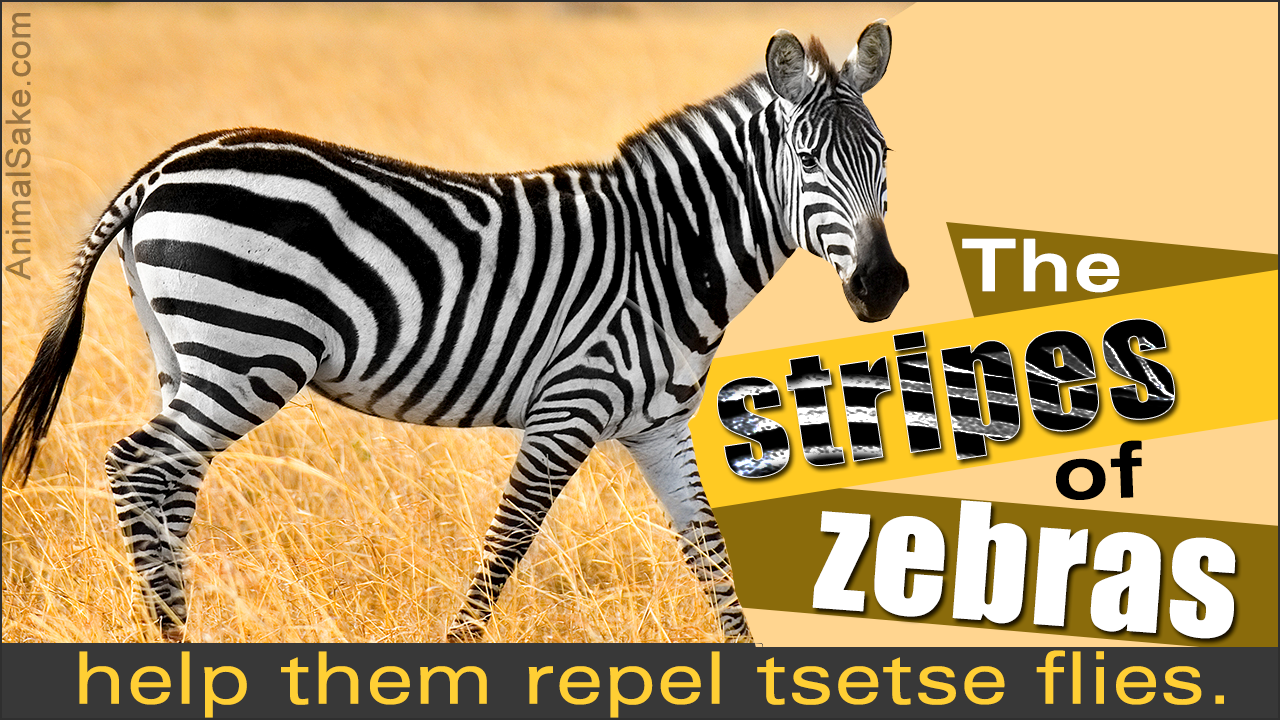 Interesting Facts about Zebras - Animal Sake