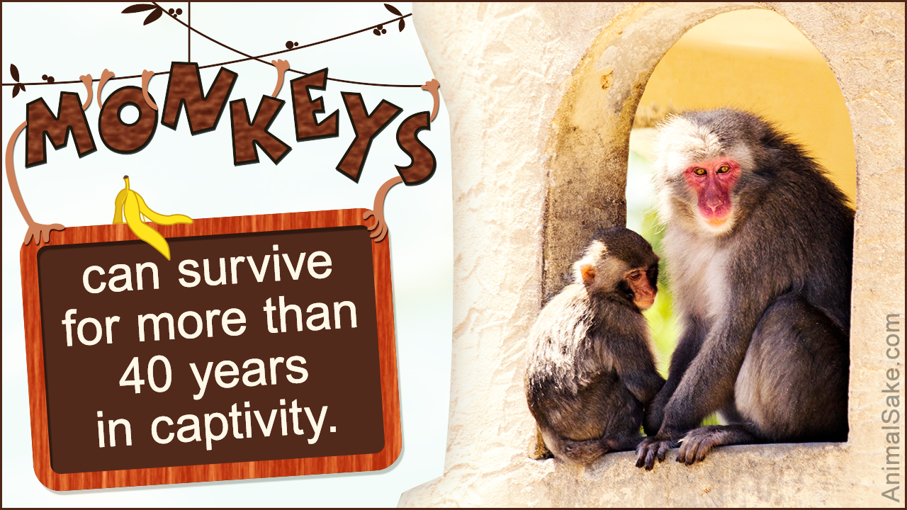 Monkey Habitat: Where do Monkeys Live?