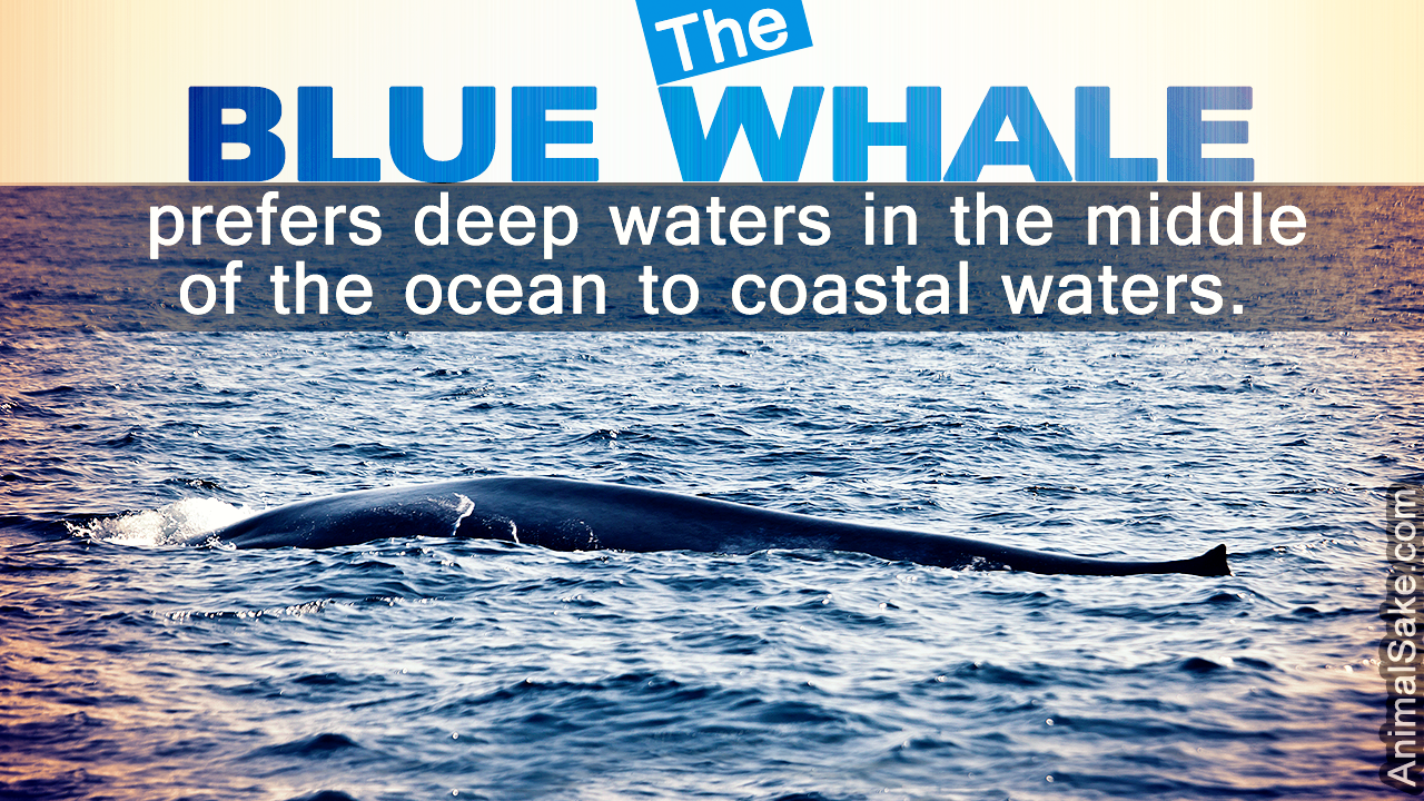 Where do Blue Whales Live?