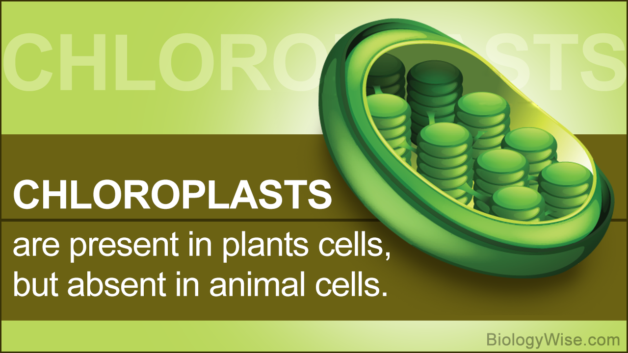 Plant and Animal Cell Differences