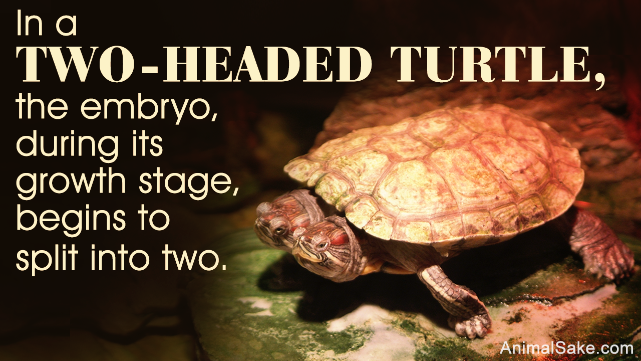 Two-headed Turtles