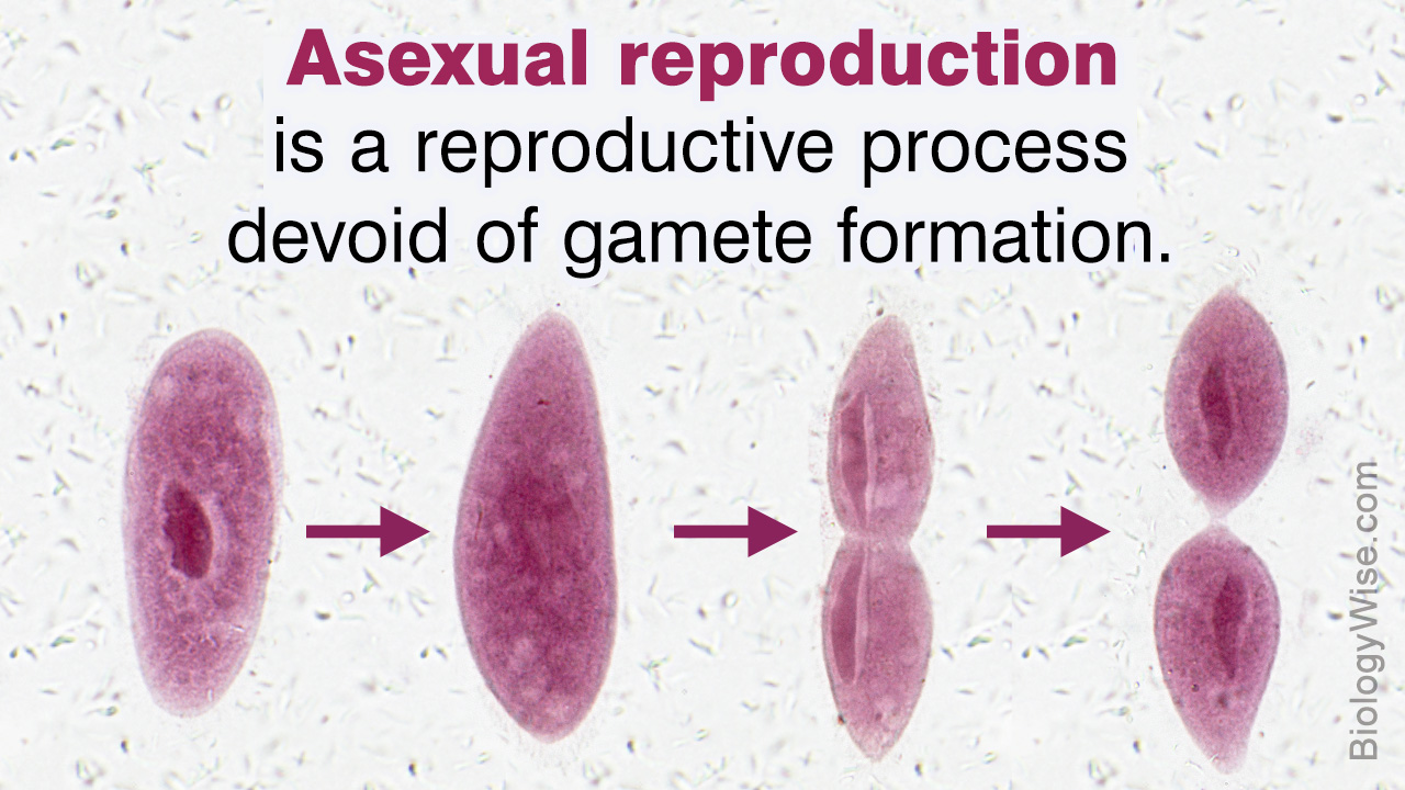 Organisms That Reproduce Asexually