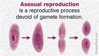 advantages and disadvantages of sexual and asexual reproduction