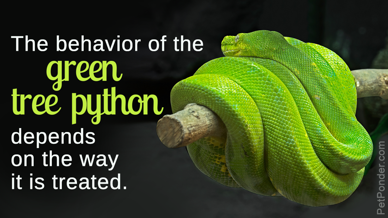 Green Tree Python Facts
