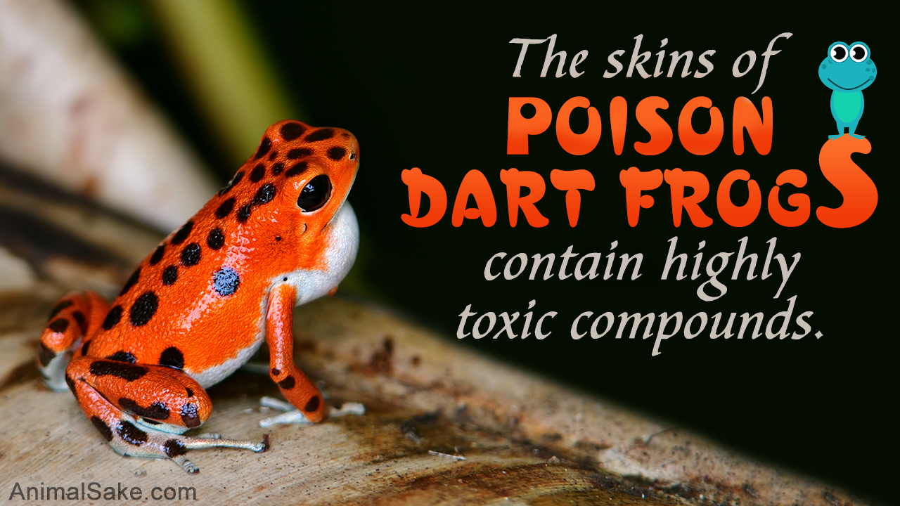 Strawberry Poison Dart Frog