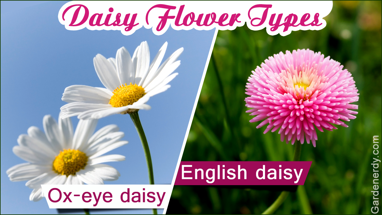 Daisy Flower Types