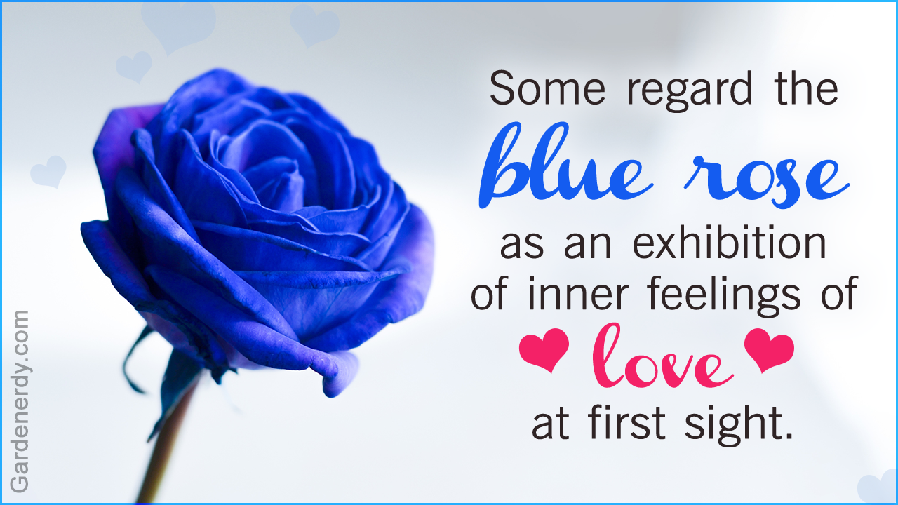 Symbolic Meaning Of Blue Roses That Ll Leave You Stupefied Gardenerdy