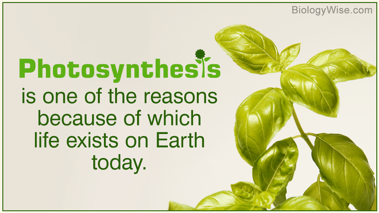 Photosynthesis Explained with a Diagram