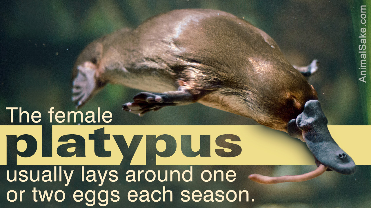 Mammals That Lay Eggs