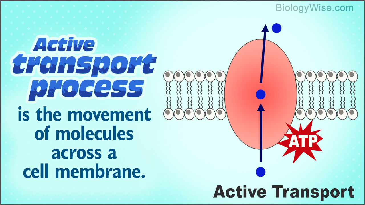 Active Transport Process