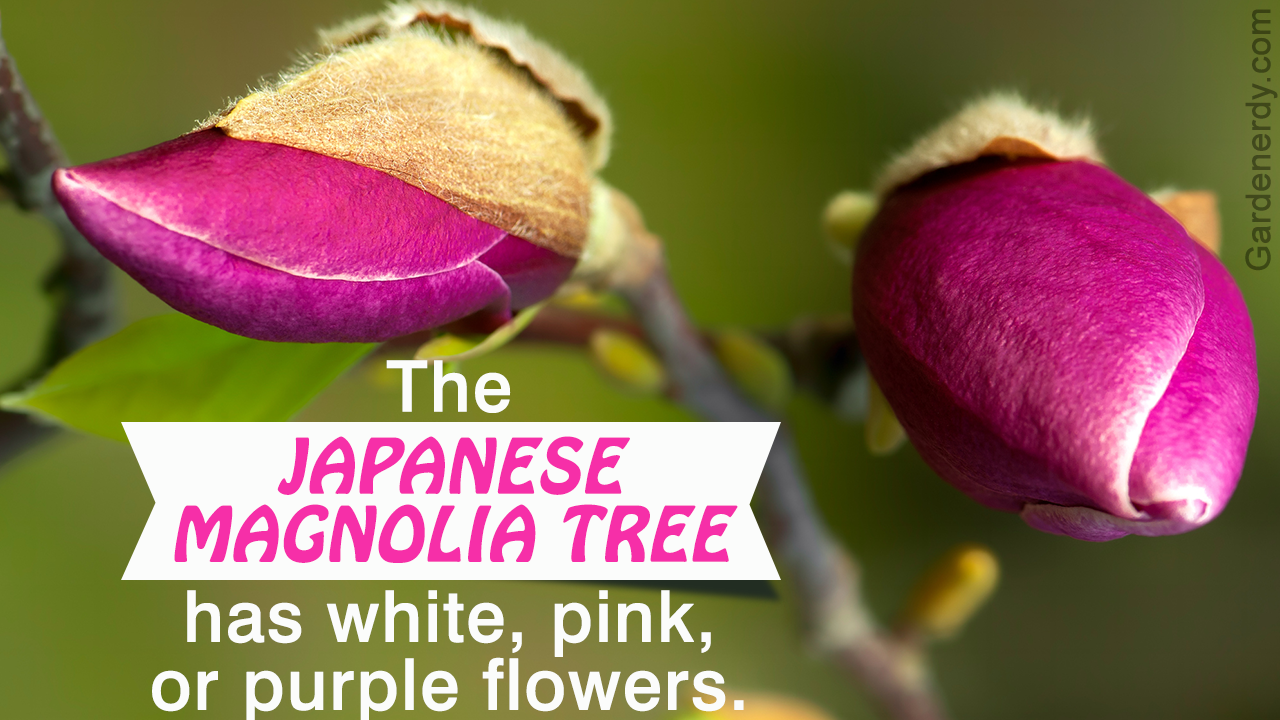 Magnolia Tree Pictures