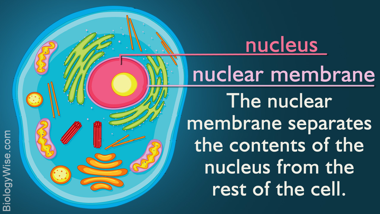 Nuclear Membrane Function