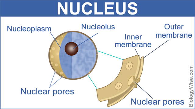 Nuclear membrane