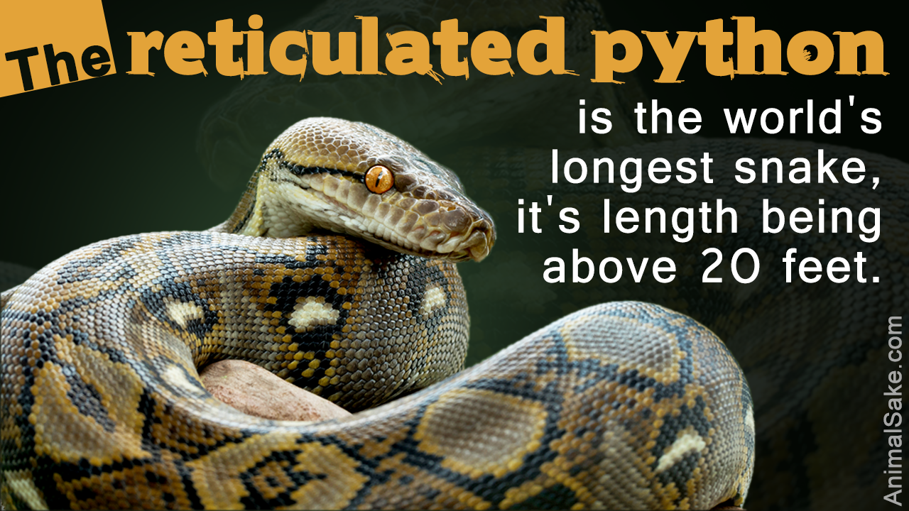 A List Of The World S Biggest Snakes With Stunning Pictures