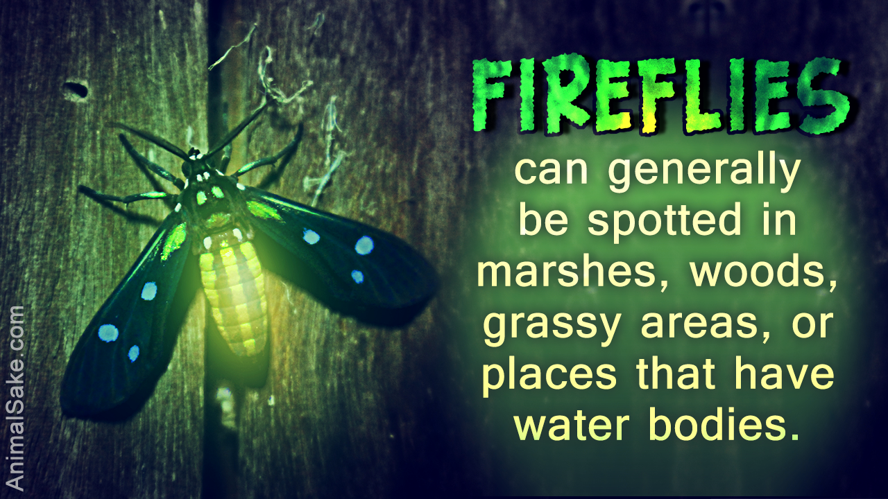 What do Fireflies Eat