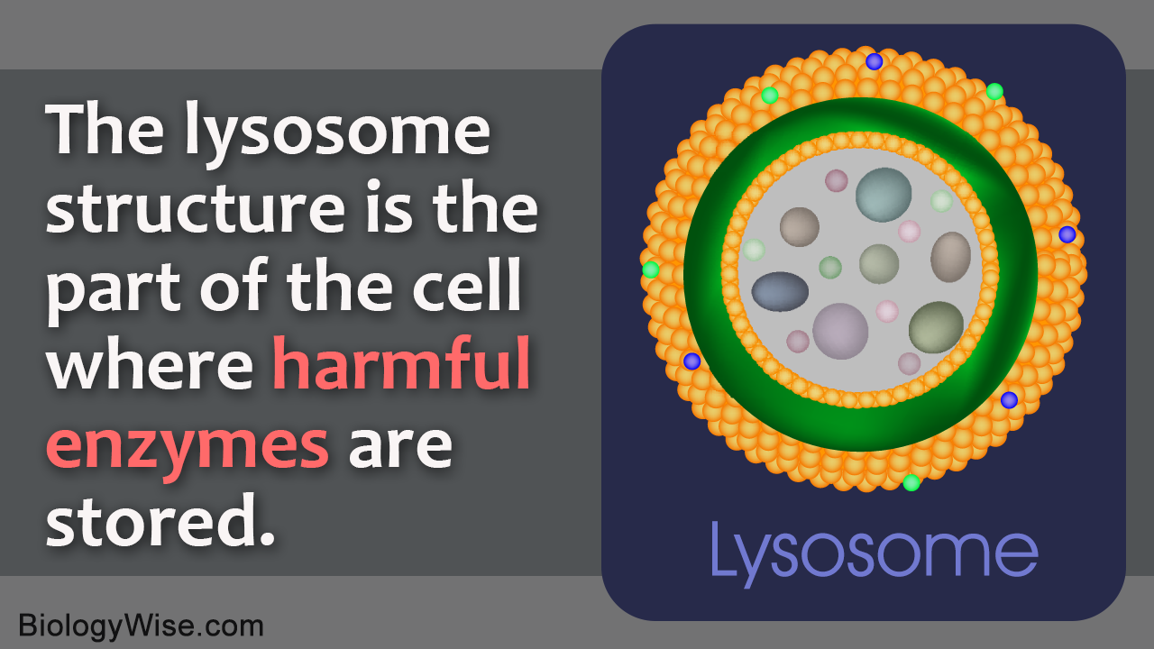 Lysosome Analogy
