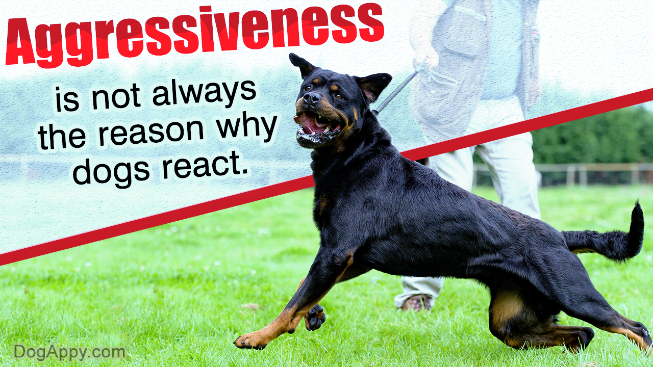 How to Work Out Your Dog's Reactive Tendencies