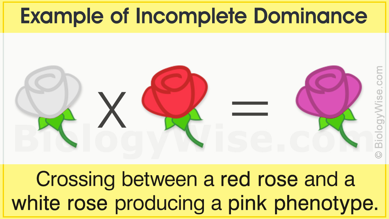 Incomplete Dominance Examples