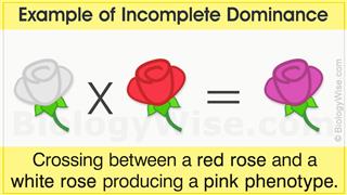 what is the difference between complete dominance and incomplete dominance give an example for each