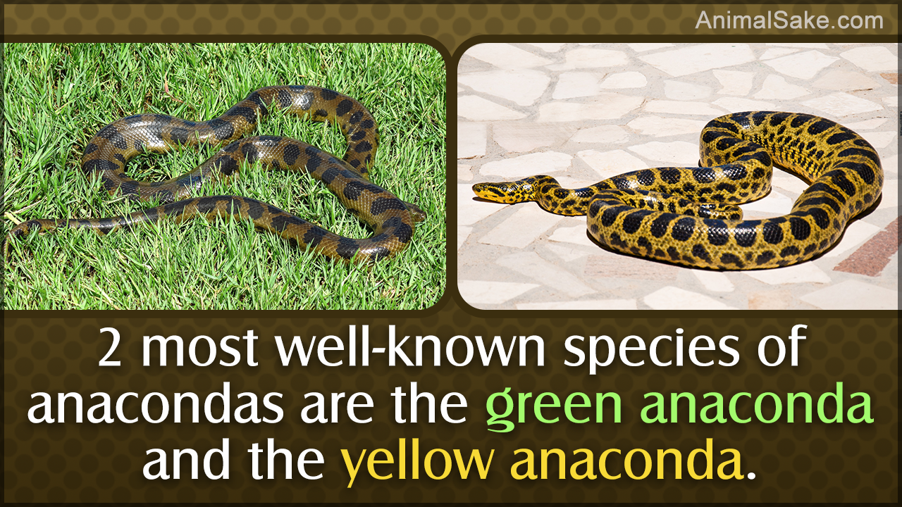 Where do Anacondas Live
