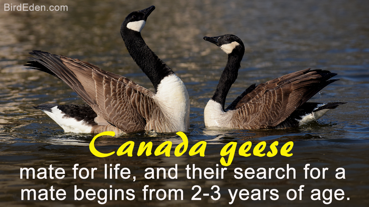 Facts About Canada Geese