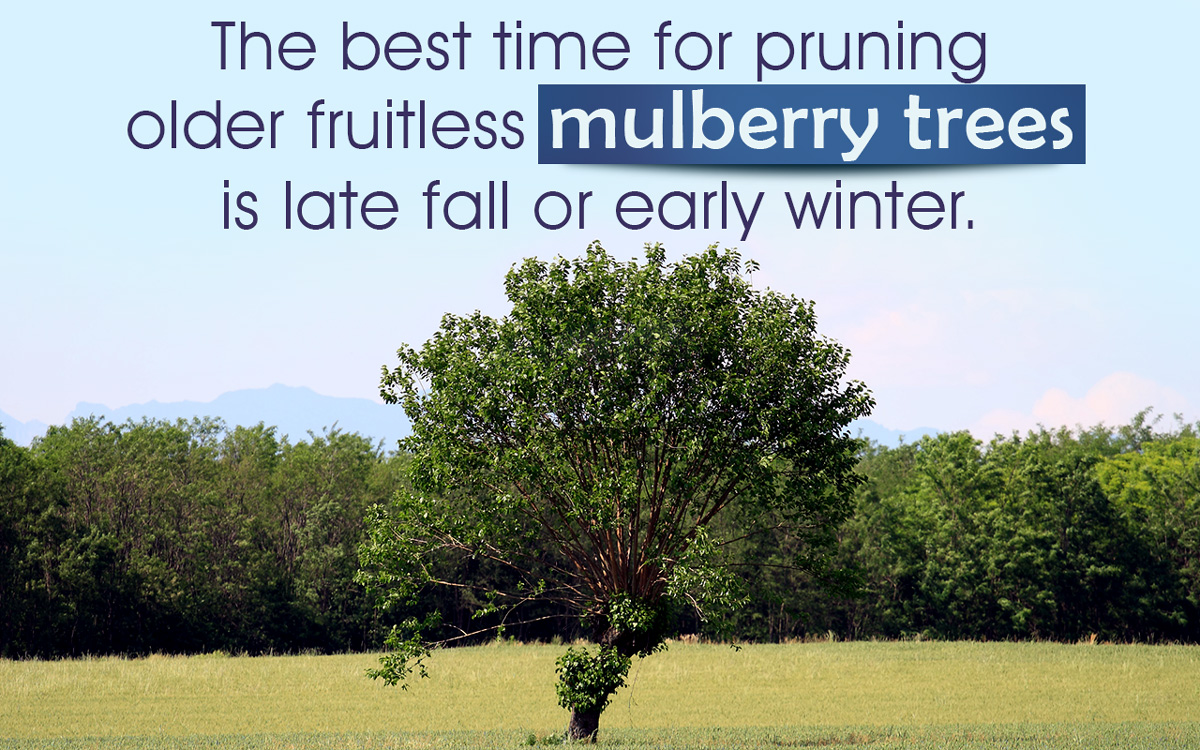 How to Prune a Fruitless Mulberry Tree