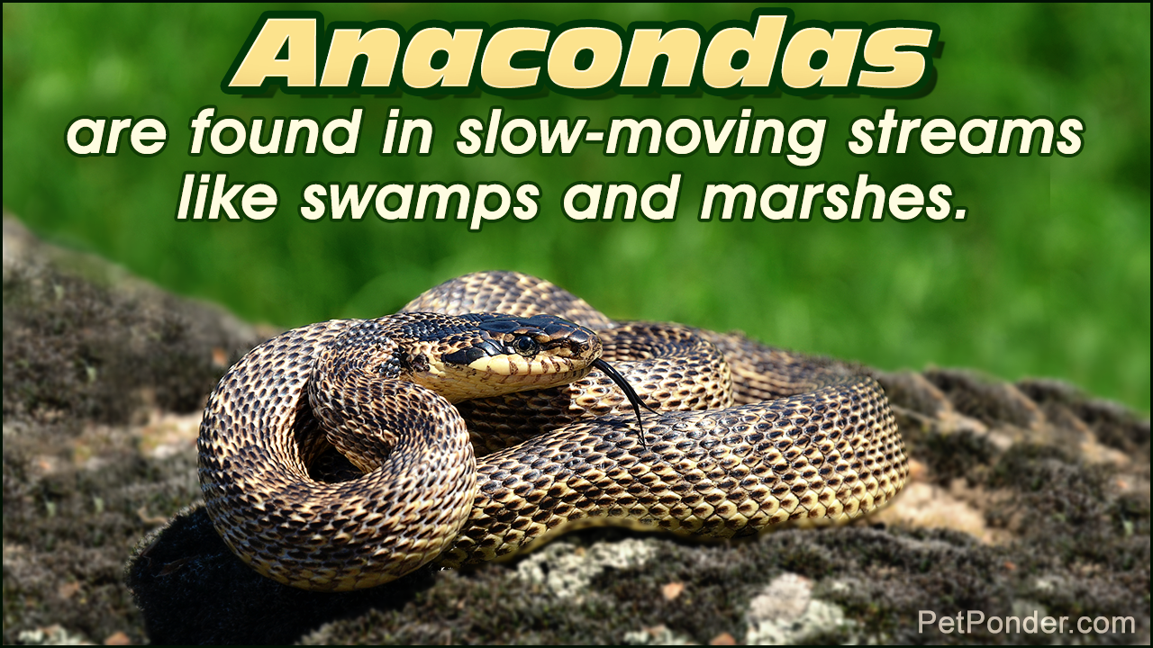 Green Anaconda Care