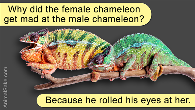 Fired Up Panther Chameleon