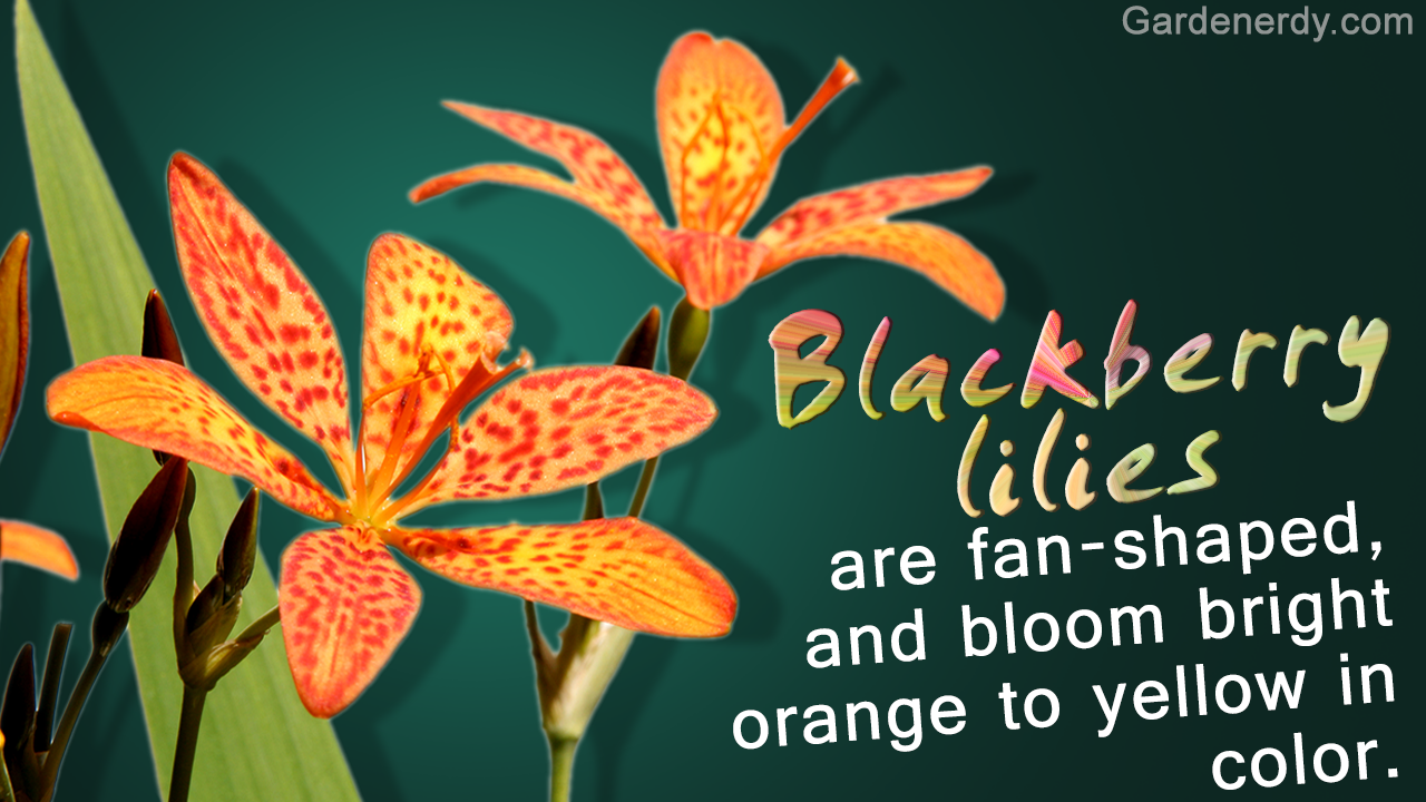 A Wow-worthy List of 20 Orange Flower With Names, Facts, And Pictures ...