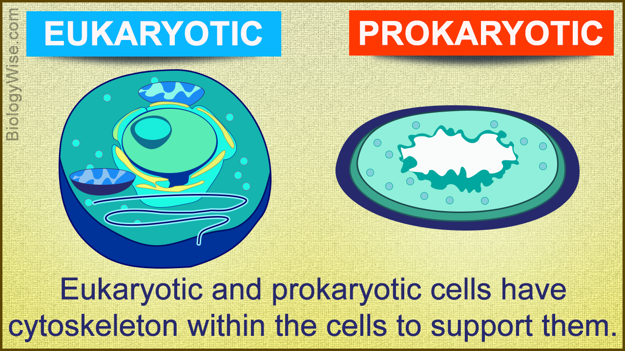 in comparison to eukaryotes prokaryotes