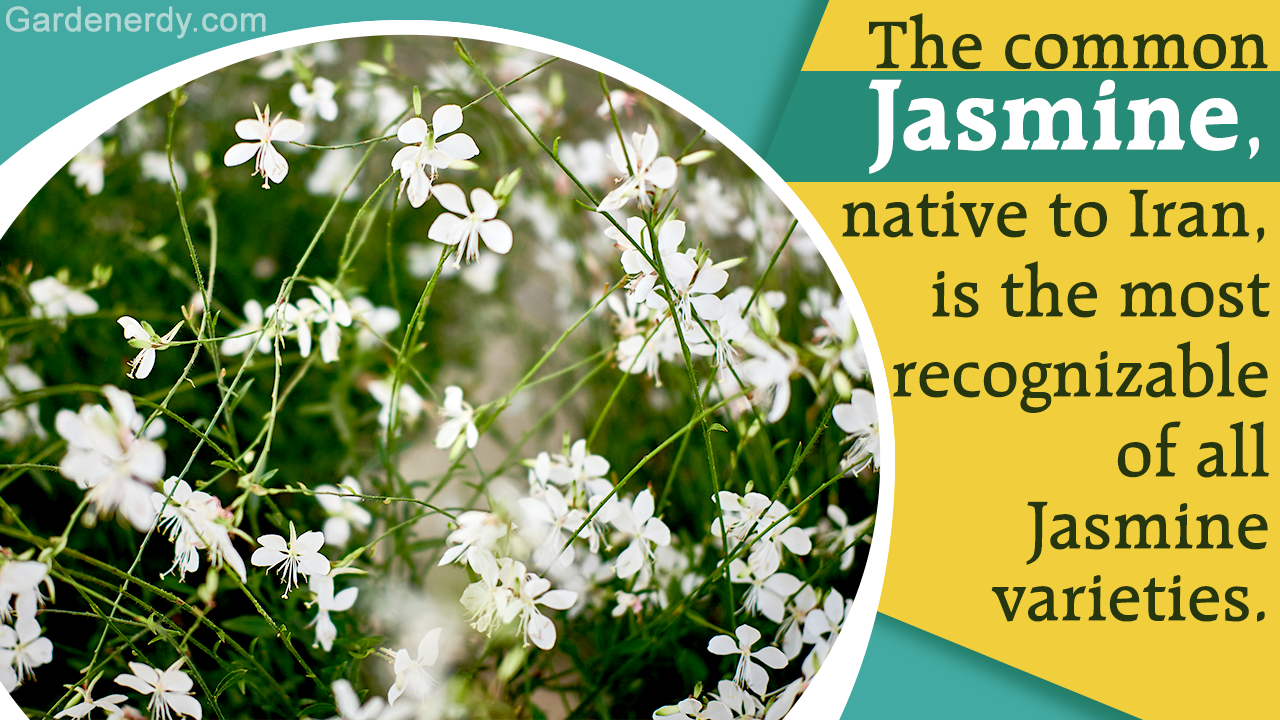 Jasmine Plant Varieties