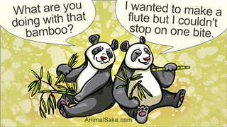 Two Cartoon Panda And Bamboo Leaves
