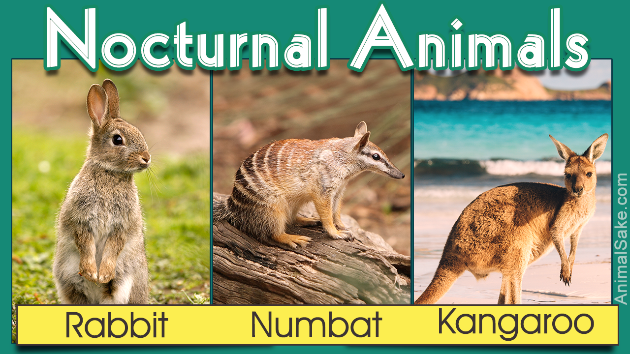 Nocturnal Animals List Animal Sake