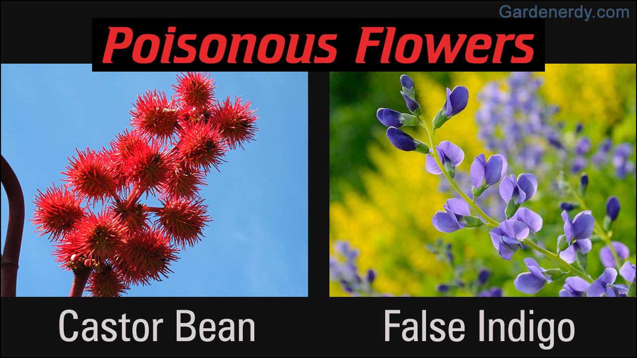 Poisonous Flowers