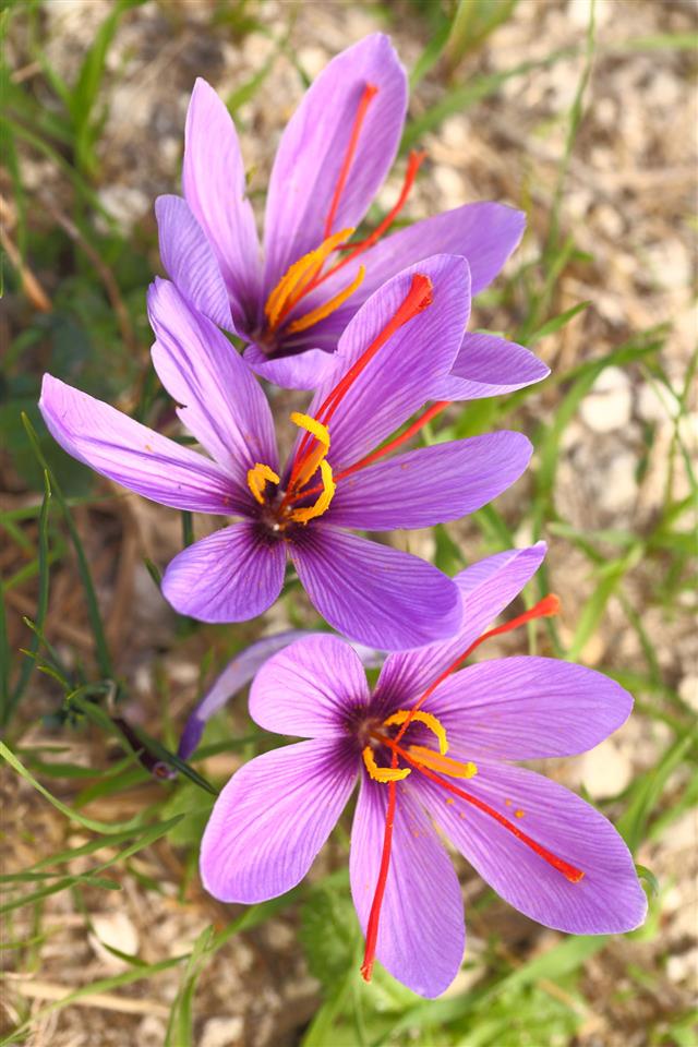 Saffron Flowers On The Field