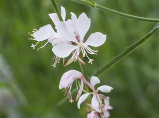Gaura White Flowers